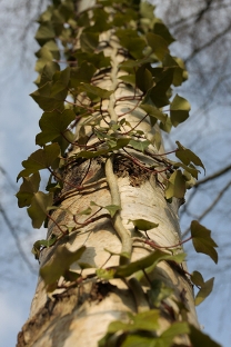 like a vine on a tree, life can feel emotionally overwhelming sometimes