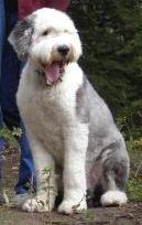 my dog Barney demonstrates how hard it can be to change your thoughts my dog Barney demonstrates how hard it can be to change your thoughts